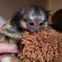 Baby Marmosets for your home